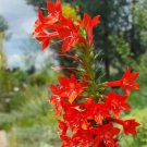 Standing Cypress Seeds Ipomopsis Rubra B241