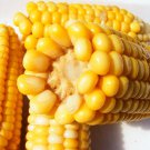 Golden Bantam Corn Seeds Zea Mays C1