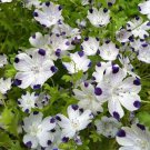Five Spot Wildflower 70 Seeds 1/2 Gram B87