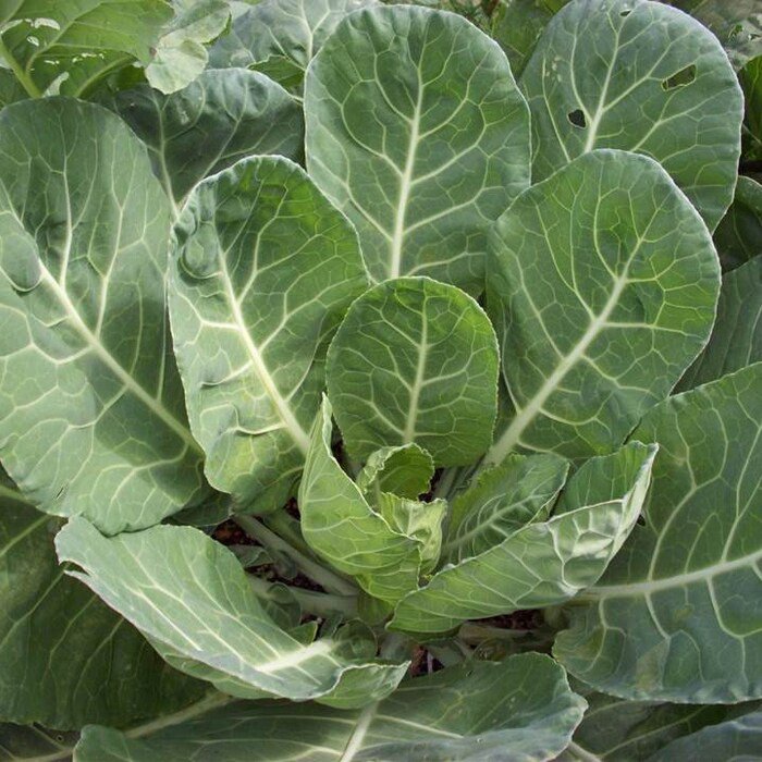 Vates Collards Seeds Brassica Oleracea Var. Viridis C7