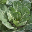 Vates Collards Seeds Brassica Oleracea Var. Viridis C7