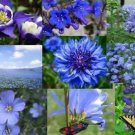 All Blue Wildflower Mix Seeds Perennials And Annuals St17