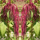 Love Lies Bleeding 375 Seeds 1/4 Gram B86