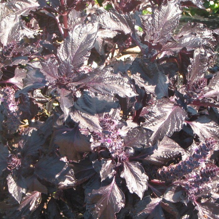 Purple Ruff Basil Seeds Ocimum Basilicum B196