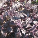 Purple Ruff Basil Seeds Ocimum Basilicum B196