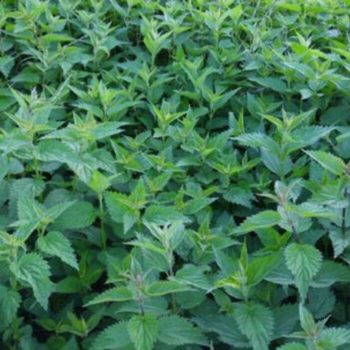 Lemon Basil 300 Seeds 1/2 Gram B102