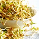Mung Bean Seeds Vigna Radiata C17