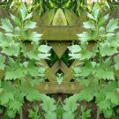 Lovage Herb Seeds Levisticum Officinale B194