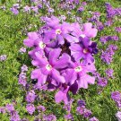 Purple Verbena Moss Seeds Glandularia Pulchella B50