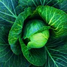 Copenhagen Early Market Cabbage Seeds Brassica Oleracea Var. Capitata B165