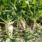 Sugar Beet 40 Seeds 1/2 Gram C16
