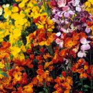 English Wallflower Seeds Erysimum Cheiri B342