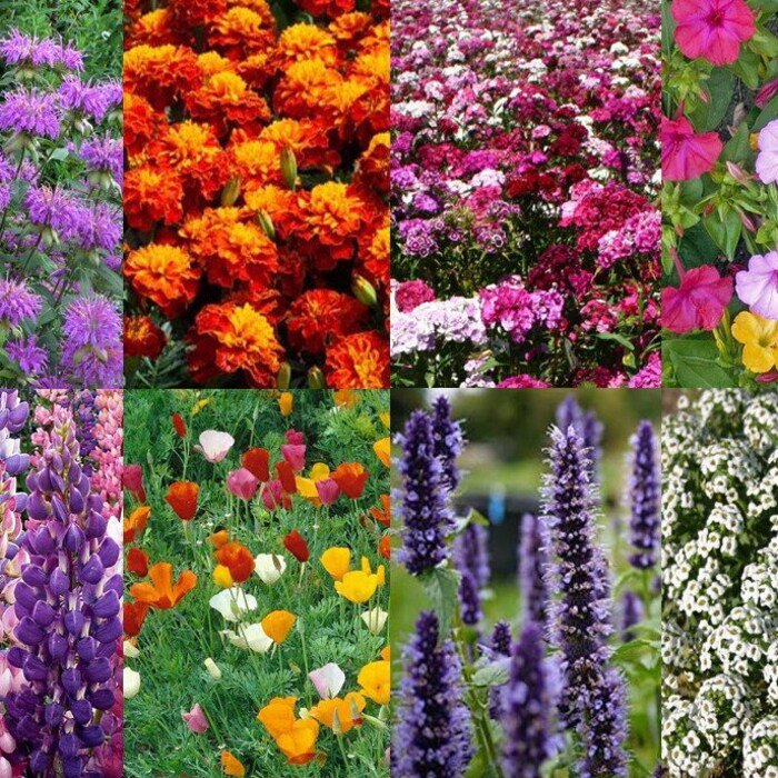 Deer And Rabbit Proof Wildflower Seed Mix St18