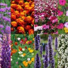 Deer And Rabbit Proof Wildflower Seed Mix St18