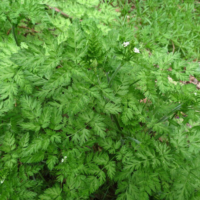 Winter Chervil Seeds Anthriscus Cerefolium B184