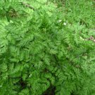 Winter Chervil Seeds Anthriscus Cerefolium B184