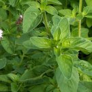 Oregano Vulgare Herb Seeds Origanum Vulgare B193