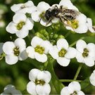 Tall White Sweet Alyssum Seeds Lobularia Maritima B150