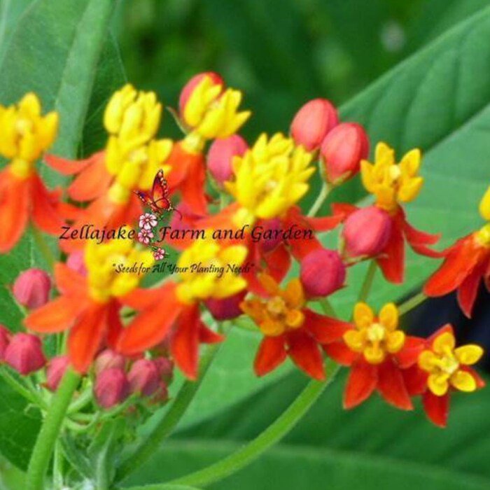 Monarch Butterfly Seed Selection 1/2 Gram Packets Asclepias Choose From List Or Purchase Collection