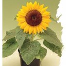 Dwarf Sunspot Sunflower Seeds Helianthus Annuus B263