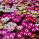 Livingstone Daisy Seeds Dorotheanthus Bellidiformis B242