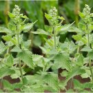 Catnip Seeds Nepeta Cataria B3