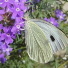 Purple Verbena Moss Wildflower 250 Seeds 1/4 Gram B50