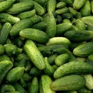 Boston Pickling Cucumber Seeds Cucumis Sativus B92