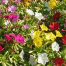 Four O'Clock Flower Seeds Mirabilis Jalapa B20