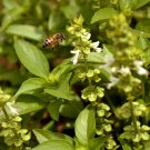 Lime Basil Seeds Ocimum Americanum B97