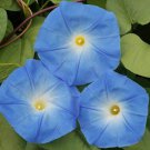 Heavenly Blue Morning Glory Flower Seeds Ipomoea Purpurea B277