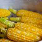 Delectable Bicolored Corn Seeds Zea Mays M3