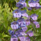 Rocky Mountain Penstemon Wildflower Seeds Penstemon Strictus B12