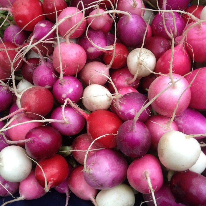 Easter Egg Radish Seeds Raphanus Sativus B286