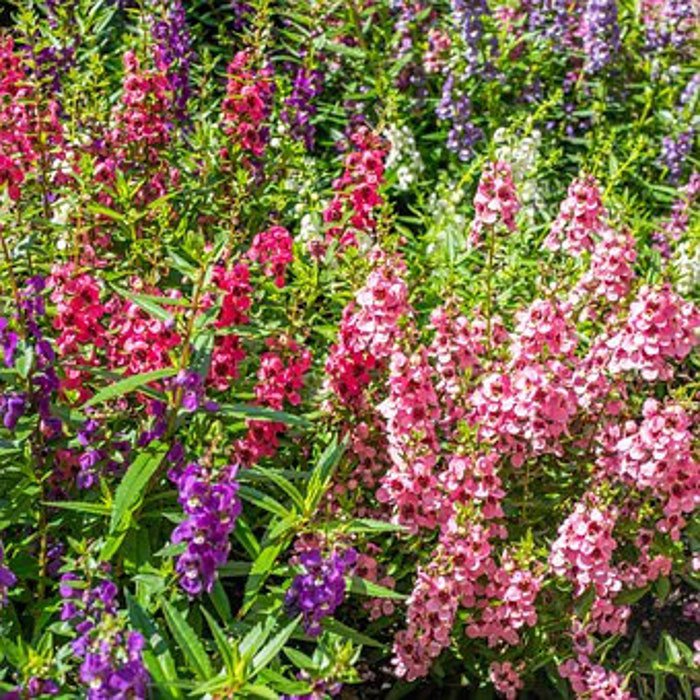 Red Lupine Seeds Lupinus Polyphyllus B261