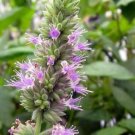Pogostemon Cablin .5 Gram Seeds Fragrant Patchouli Perennial Herb Garden Plant