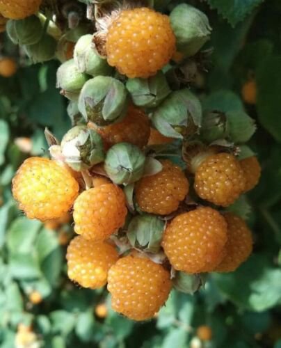 Rubus Ellipticus 30 Seeds Golden Himalayan Raspberry Fruit Bush Shrub Ainselu