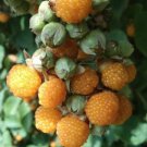 Rubus Ellipticus 30 Seeds Golden Himalayan Raspberry Fruit Bush Shrub Ainselu