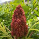Rhus Typhina 100 Seeds Staghorn Sumac Cold Hardy Native Shrub Tree