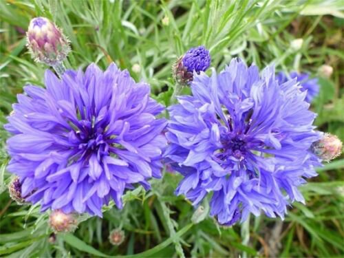 Centaurea Cyanus 250 Seeds Blue Cornflower Annual Wildflowers