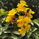 Markhamia Lutea 500 Seeds Nile Tulip Trumpet or Siala Shrub or Small Tree