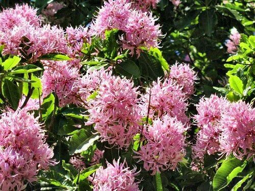 Calodendrum Capense Tree Seeds Useful African Cape Fragrant Flower Chestnut