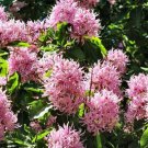 Calodendrum Capense Tree Seeds Useful African Cape Fragrant Flower Chestnut