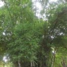 Bambusa Tulda 10 Seeds Indian Bengal Timber Bamboo Spineless and Clumping