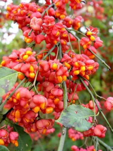 Euonymus Europaea Tree or Shrub 100 Seeds Cold Hardy Ornamental European Spindle