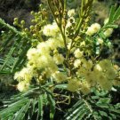 Acacia Mearnsii 25 Seeds Nitrogen Fixing Black Wattle Tree Shrub