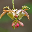Tamarindus Indica 100 Seeds Ornamental Tamarind Edible Fruit Tree