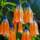 Blue Orange Tibetan Bell 25 Seeds Flowers USA Easy to Grow Garden, Planting, Herliom, summer, plant,