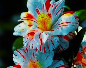 Blue & Red Hibiscus Flowers Huge Blooms Planting 20 Seeds Garden, Planting, Herliom, summer, plant, 