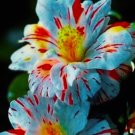Blue & Red Hibiscus Flowers Huge Blooms Planting 20 Seeds Garden, Planting, Herliom, summer, plant, 